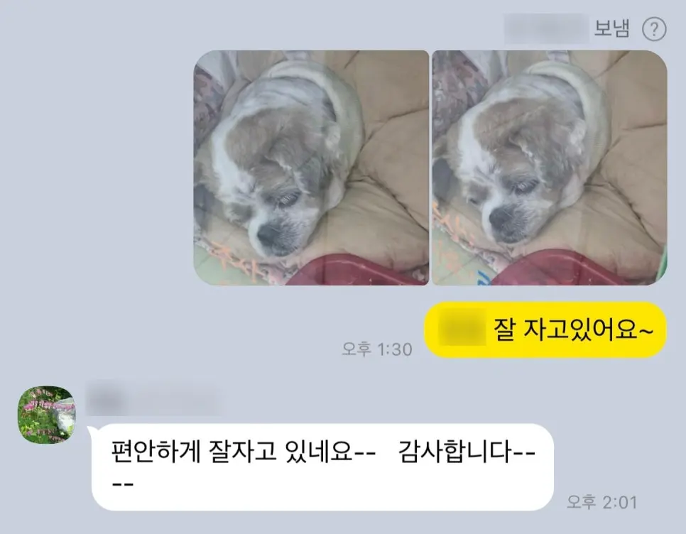 편안히 잠든 모습을 전해드린 기록