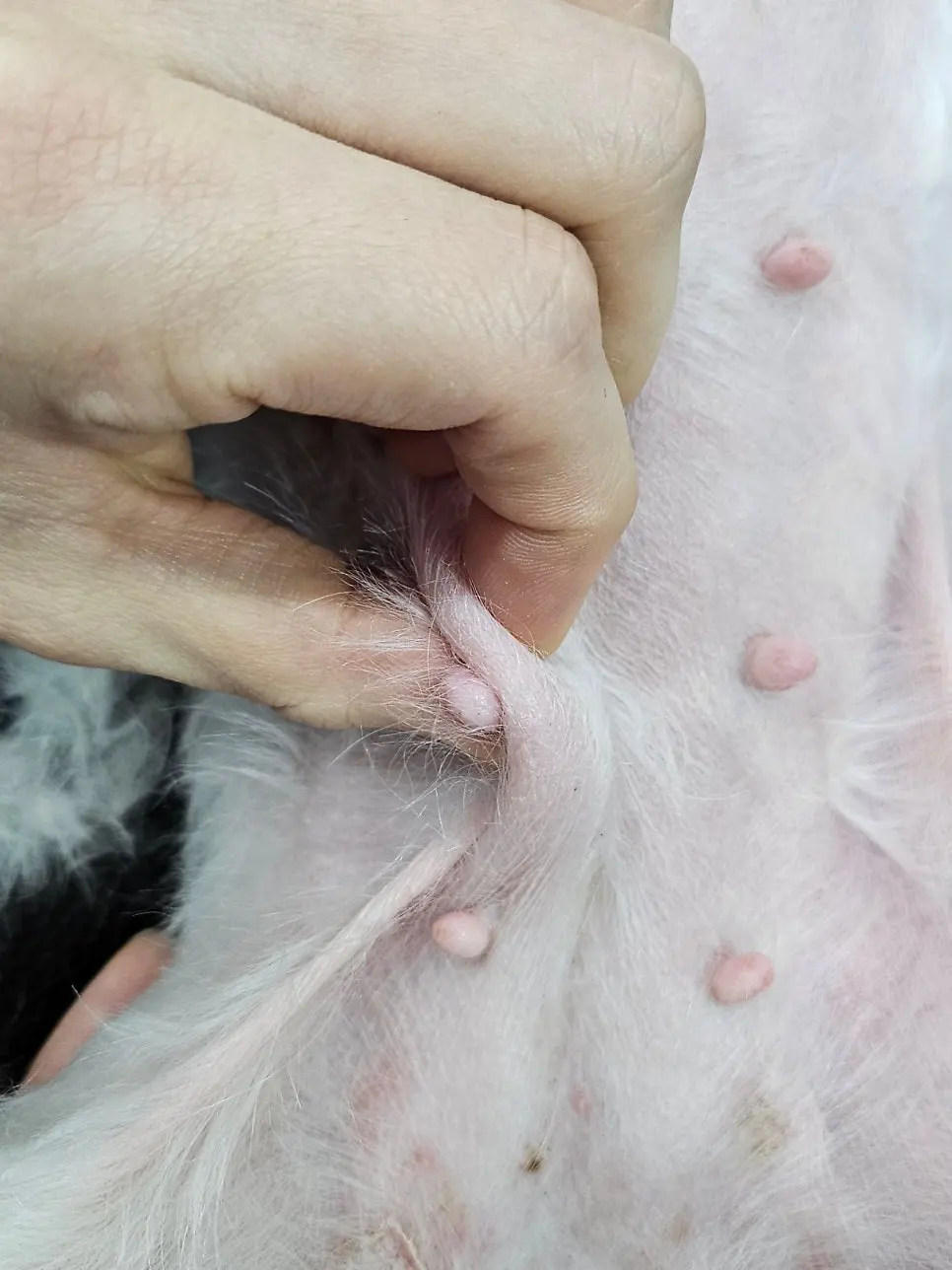 손끝에 걸린 결절을 집어 크기를 가늠하는 장면