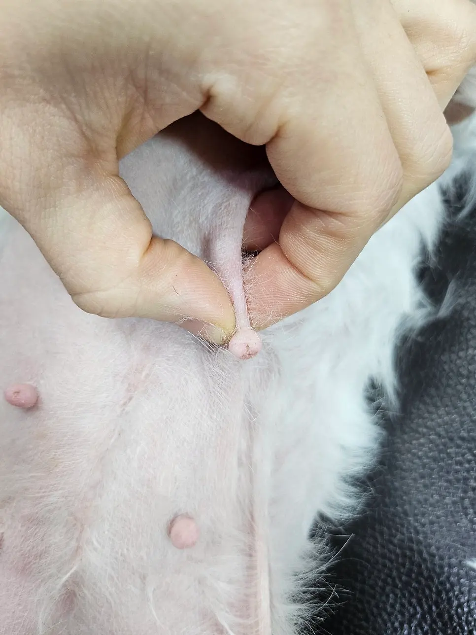 촉진으로 확인한 결절 위치 기록