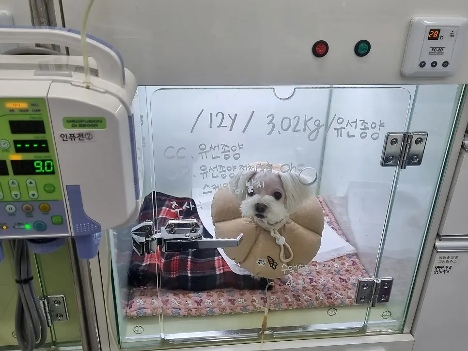 입원장 앞 수액 펌프와 열두 살 3.02kg 정보가 적힌 처치 계획판