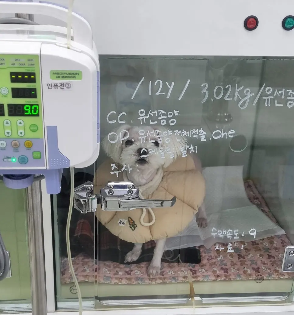 수액 속도를 9로 맞춰 두고 대기하는 모습
