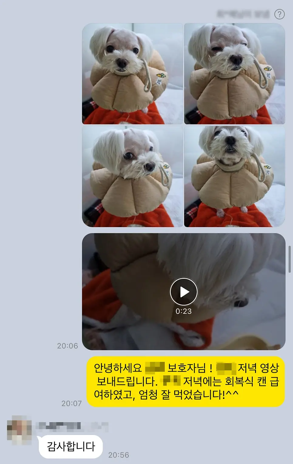보호자님께 보내드린 저녁 회복 소식