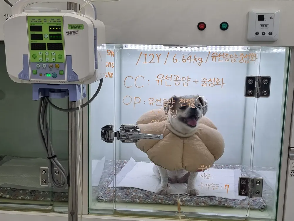 수액 처치 중 상태 확인