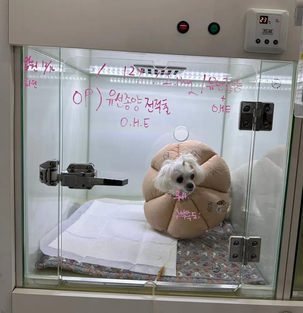 수술 전 입원장에서 수액을 맞는 중입니다
