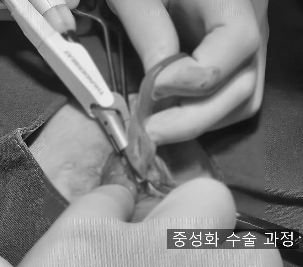 중성화 수술 진행 장면