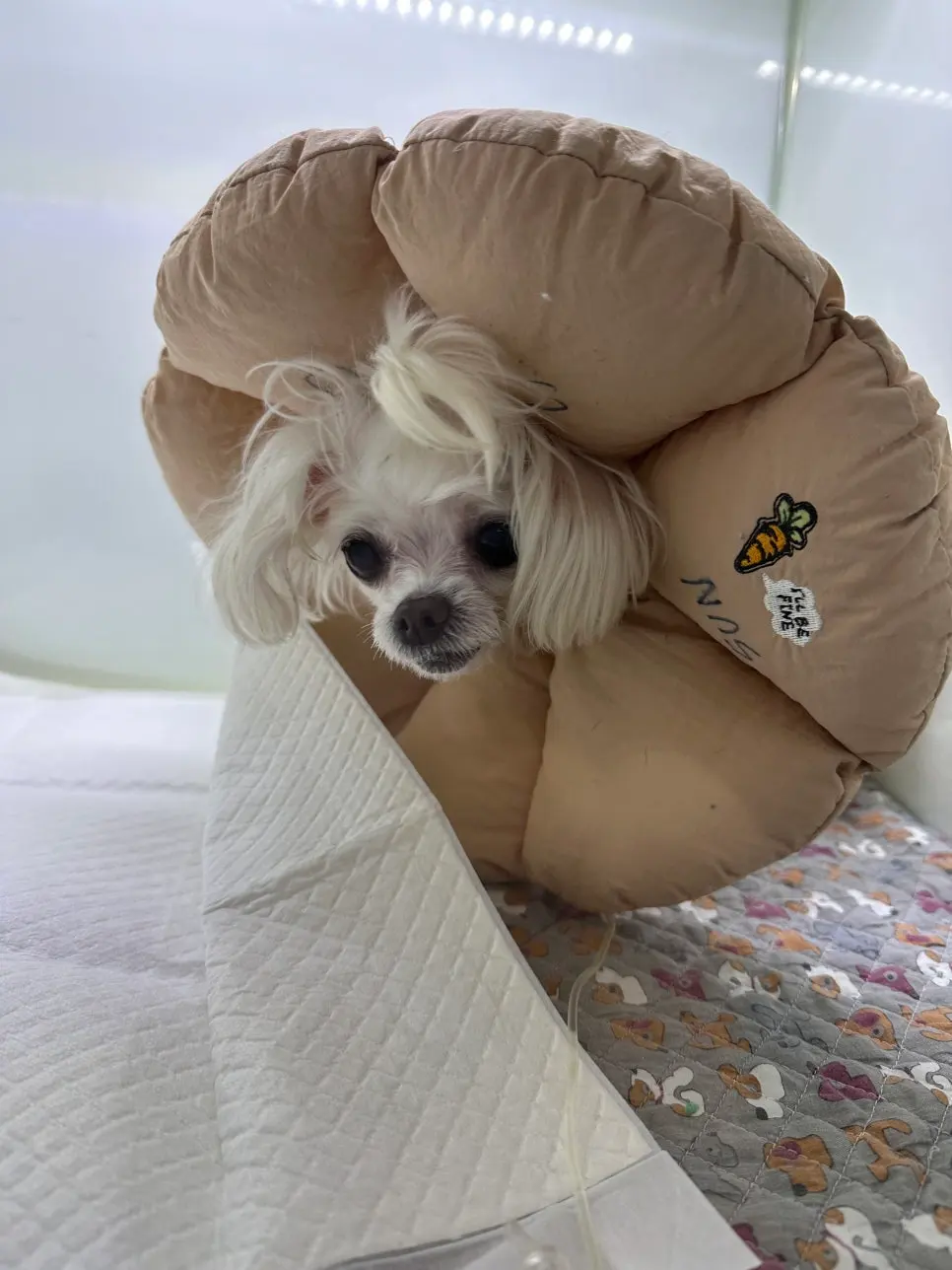 쿠션 넥카라를 하고 안정을 취하는 모습
