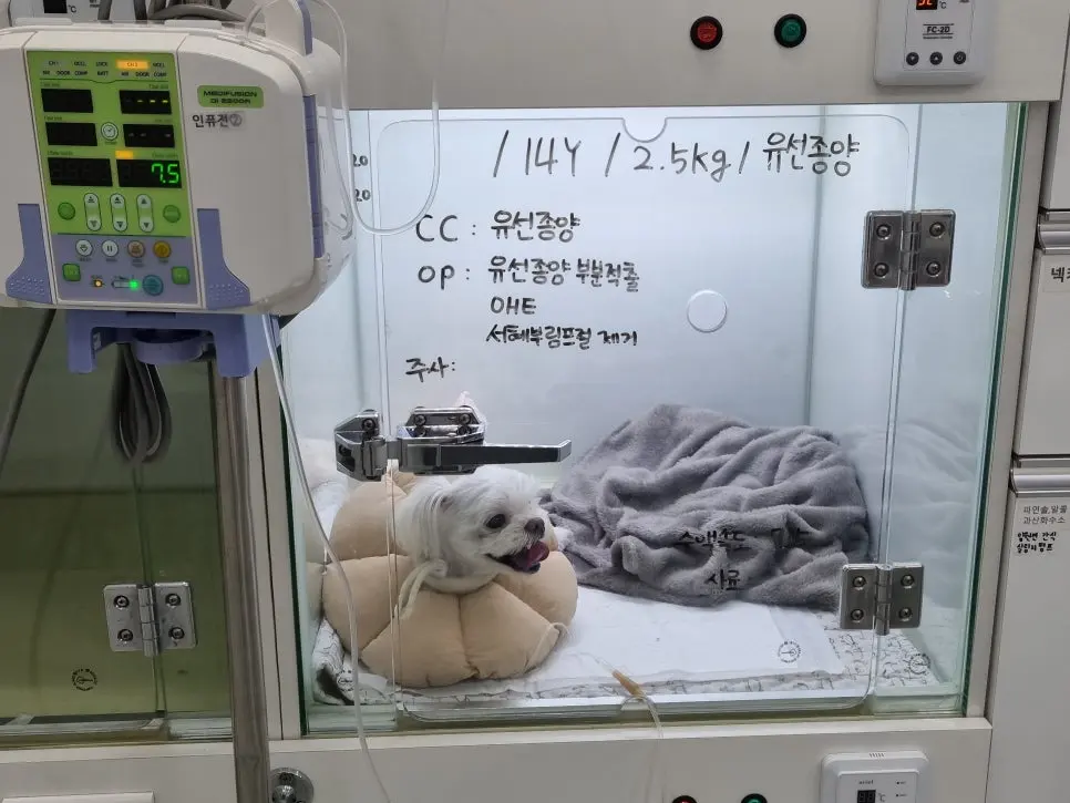 입원장 문에 적힌 열네 살, 2.5kg, 그리고 그날의 진료 이유