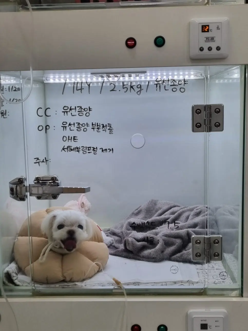 예정 항목은 유선종양 부분 적출과 중성화, 서혜부 림프절 제거입니다. 수액 속도도 함께 적어 두었습니다