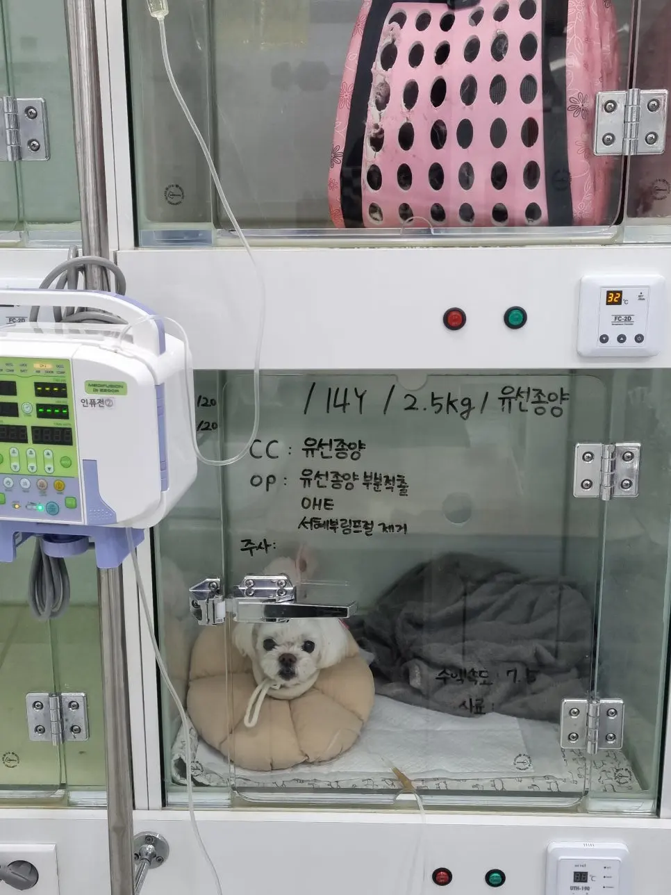 회복 중인 입원장. 온도를 32도로 맞추고 수액을 이어 두었습니다