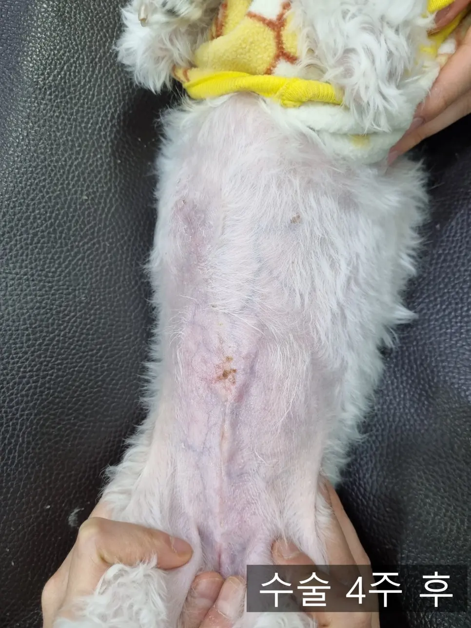 수술 4주 후. 봉합사는 모두 뽑았고 털이 다시 올라오는 중입니다