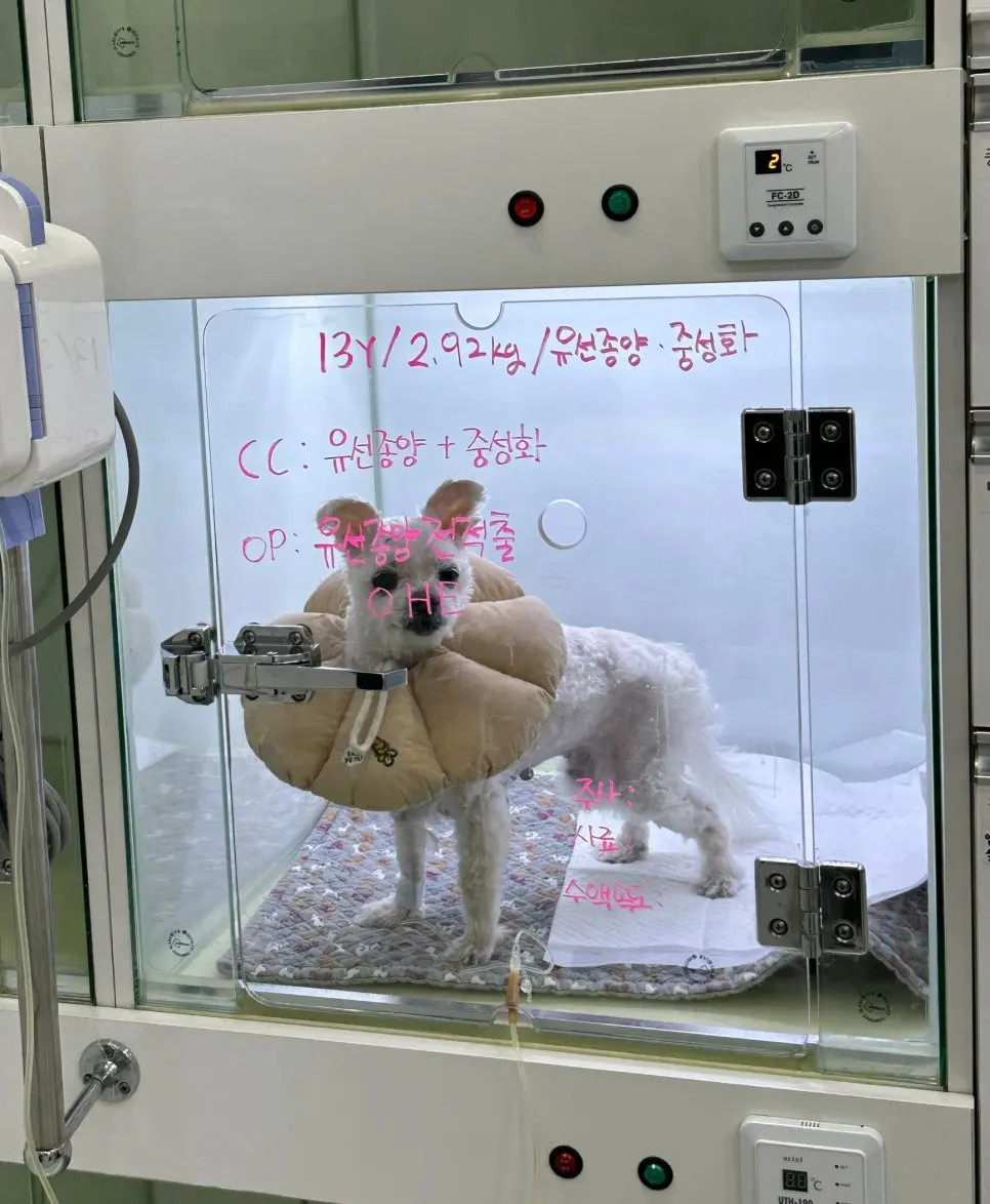 마취 중 혈압이 떨어지는 상황에 대비한 사전 처치입니다