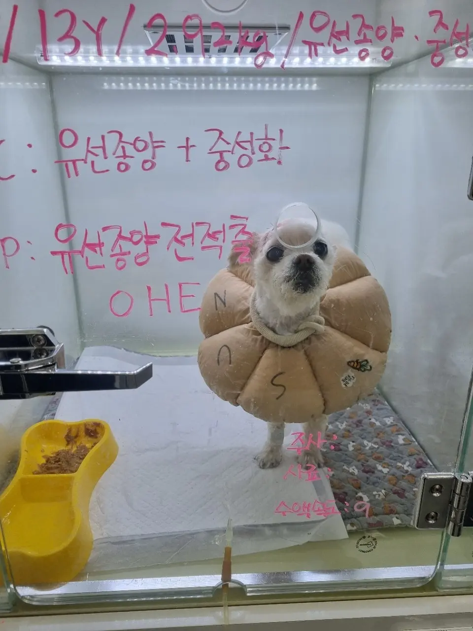 마취에서 깨어난 직후의 모습입니다
