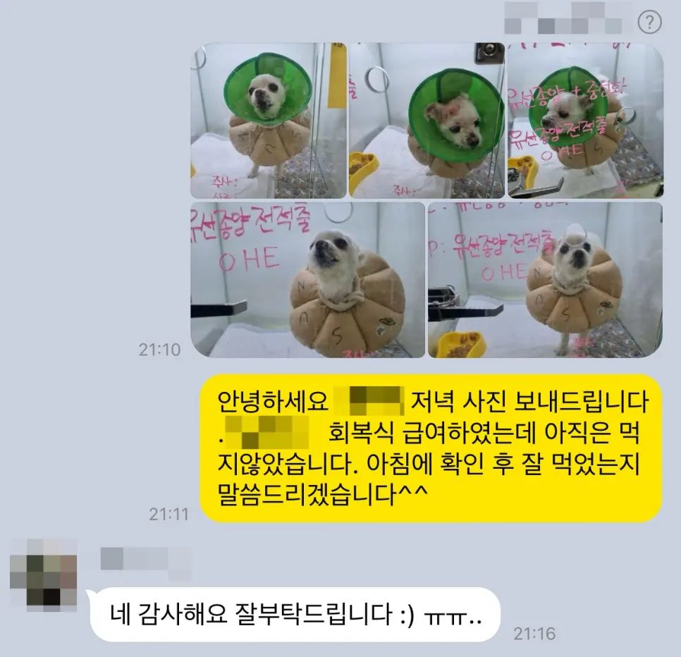 회복 상태를 확인하며 보호자님께 알려드렸습니다