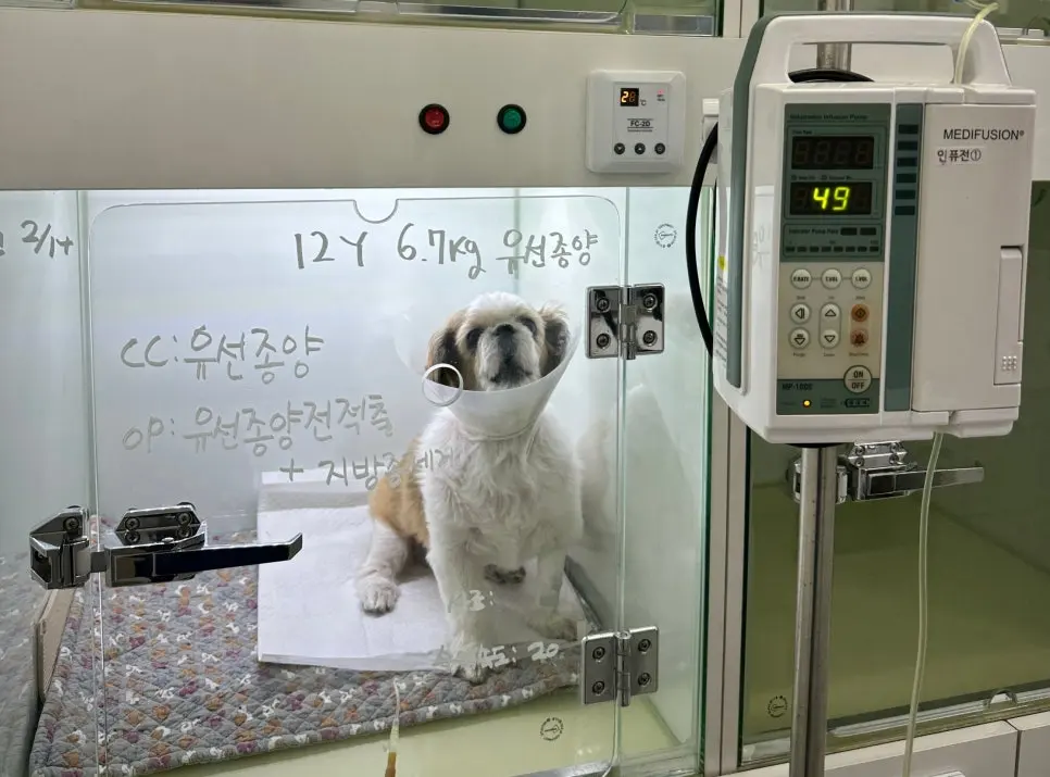 입원장 보드에 적힌 12살 6.7kg 유선종양 표기