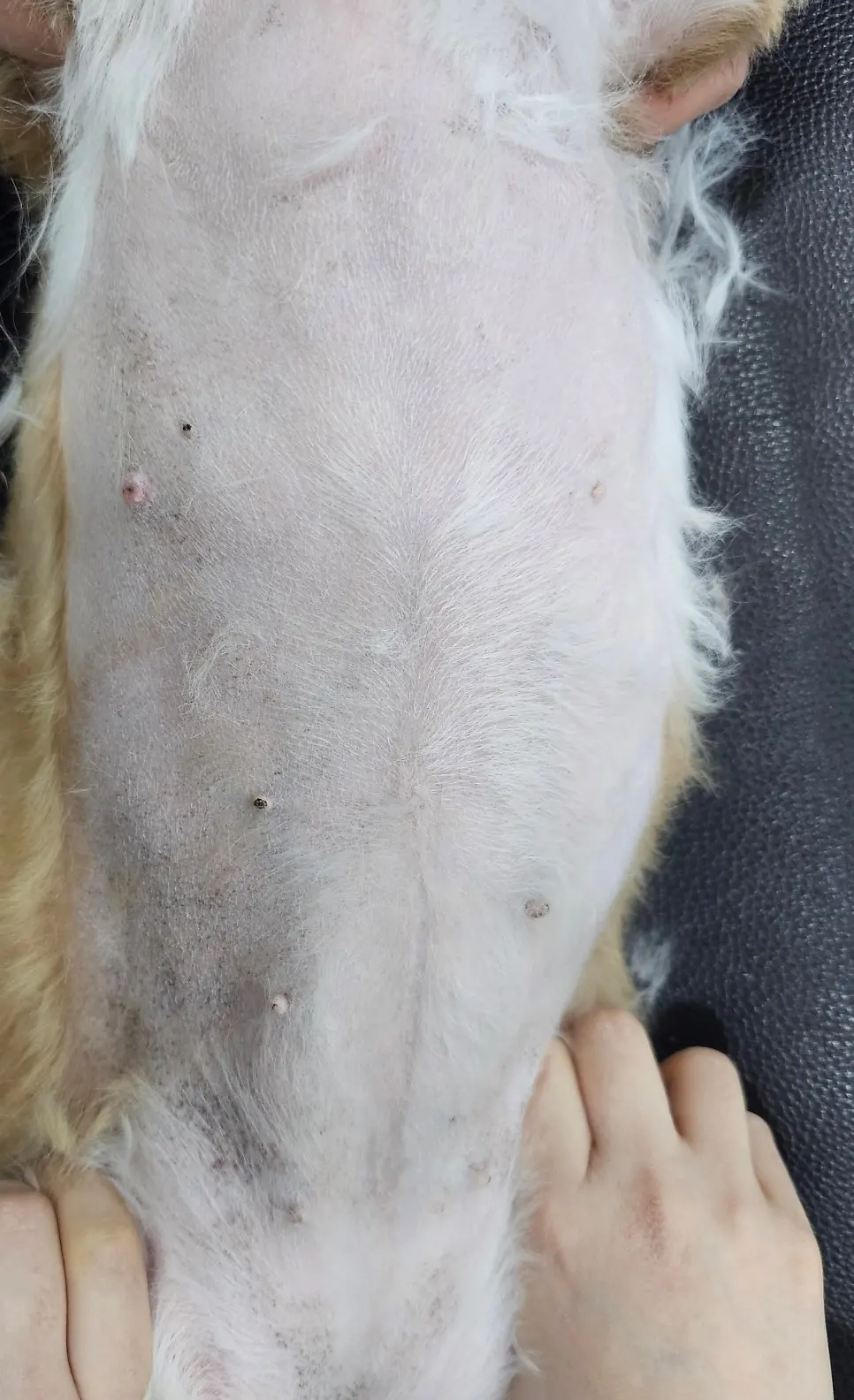 배 아래 유선을 펼쳐 살펴본 모습