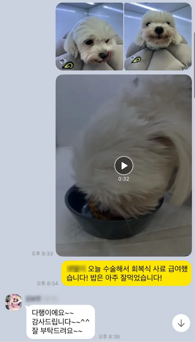 수술 당일 저녁, 회복식을 잘 먹는 모습을 보호자님께 전달했습니다