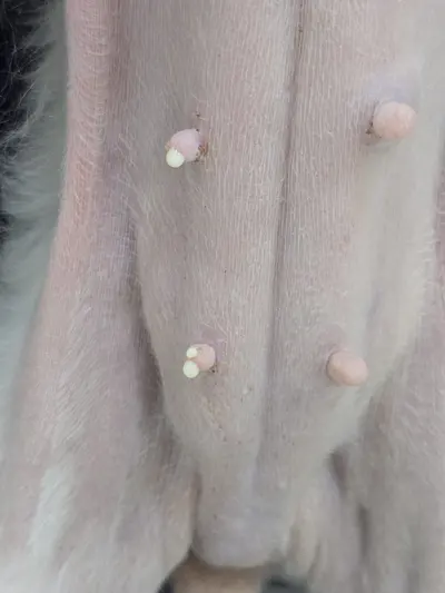 촉진 당시 배 아래 유선 라인, 젖꼭지 주변으로 유즙이 비쳤습니다