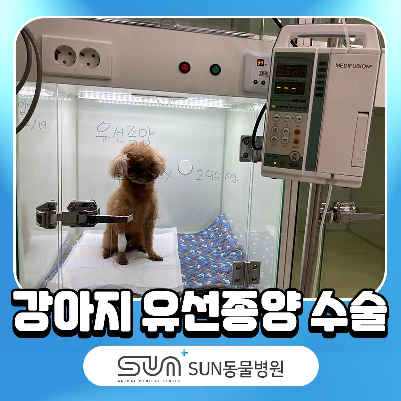 수술을 마친 뒤 입원장에서 회복 중인 모습입니다.