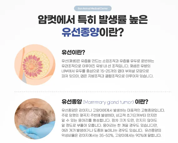 유선이 어떤 조직이고 유선종양이 무엇인지 정리한 안내 이미지