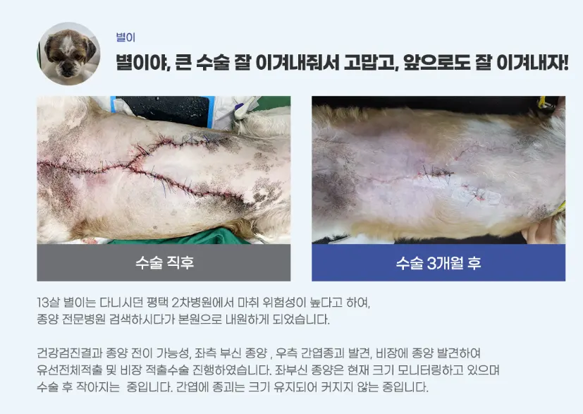 13살 별이는 다니던 2차병원에서 마취 위험이 높다는 말을 들었고, 유선 전체 적출과 비장 적출을 함께 받았습니다
