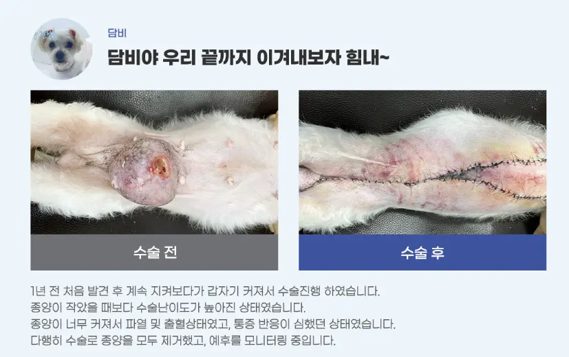 담비는 1년 가까이 지켜보는 사이 종양이 커져 파열과 출혈이 있는 상태로 수술을 받았습니다