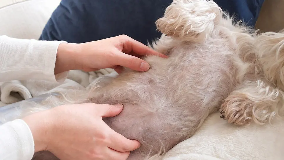 손끝으로 작은 원을 그리며 위에서 아래로 내려오면 짧은 시간에도 전체를 훑을 수 있습니다. 힘을 줄 필요는 없고 피부 아래가 느껴질 정도면 충분합니다.