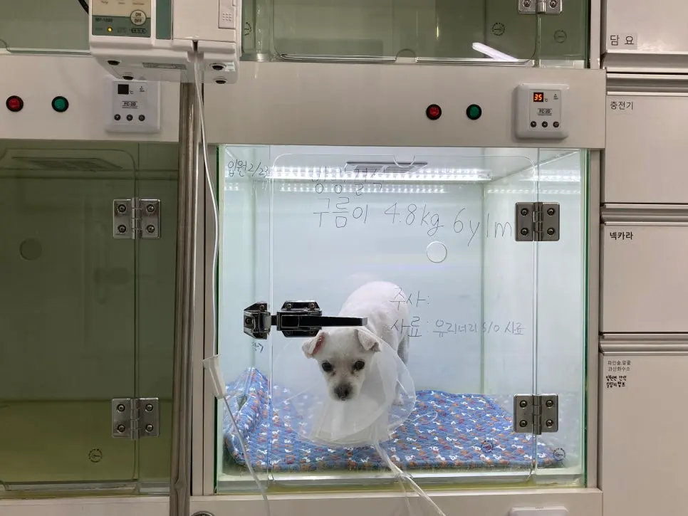 체중 4.8kg, 나이 6년 1개월 입원 기록
