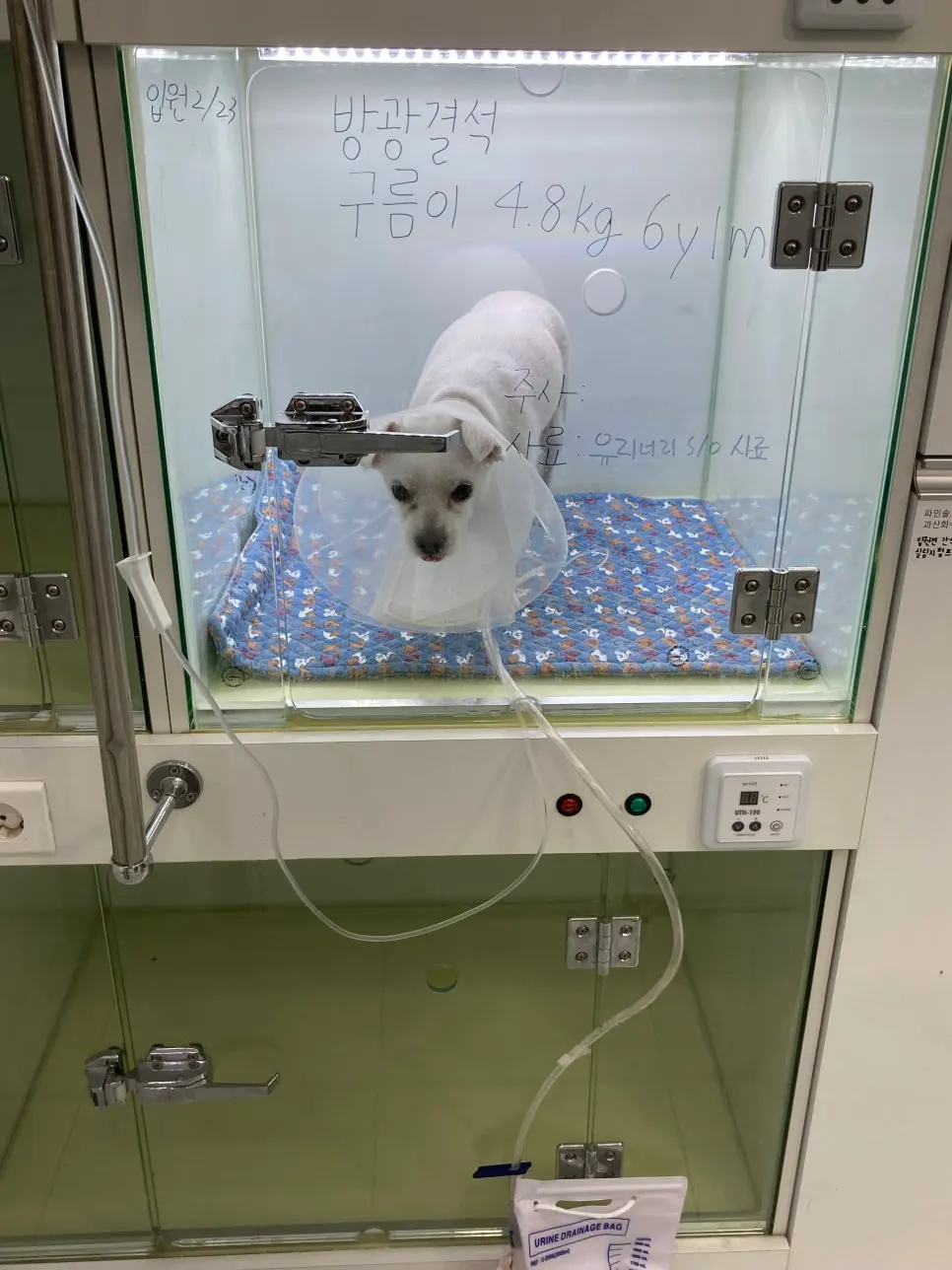 소변 백으로 배뇨량을 그대로 확인합니다