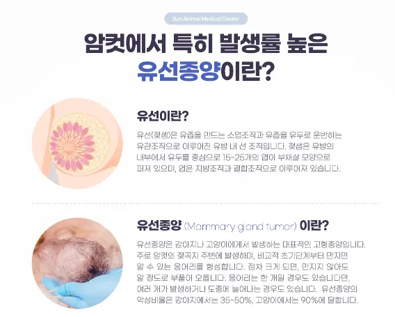 유선종양을 설명한 안내 이미지입니다. 유선은 유두를 중심으로 15~26개의 엽이 부채살 모양으로 퍼진 조직이며, 악성 비율은 강아지 35~50%, 고양이 90%로 안내되어 있습니다.