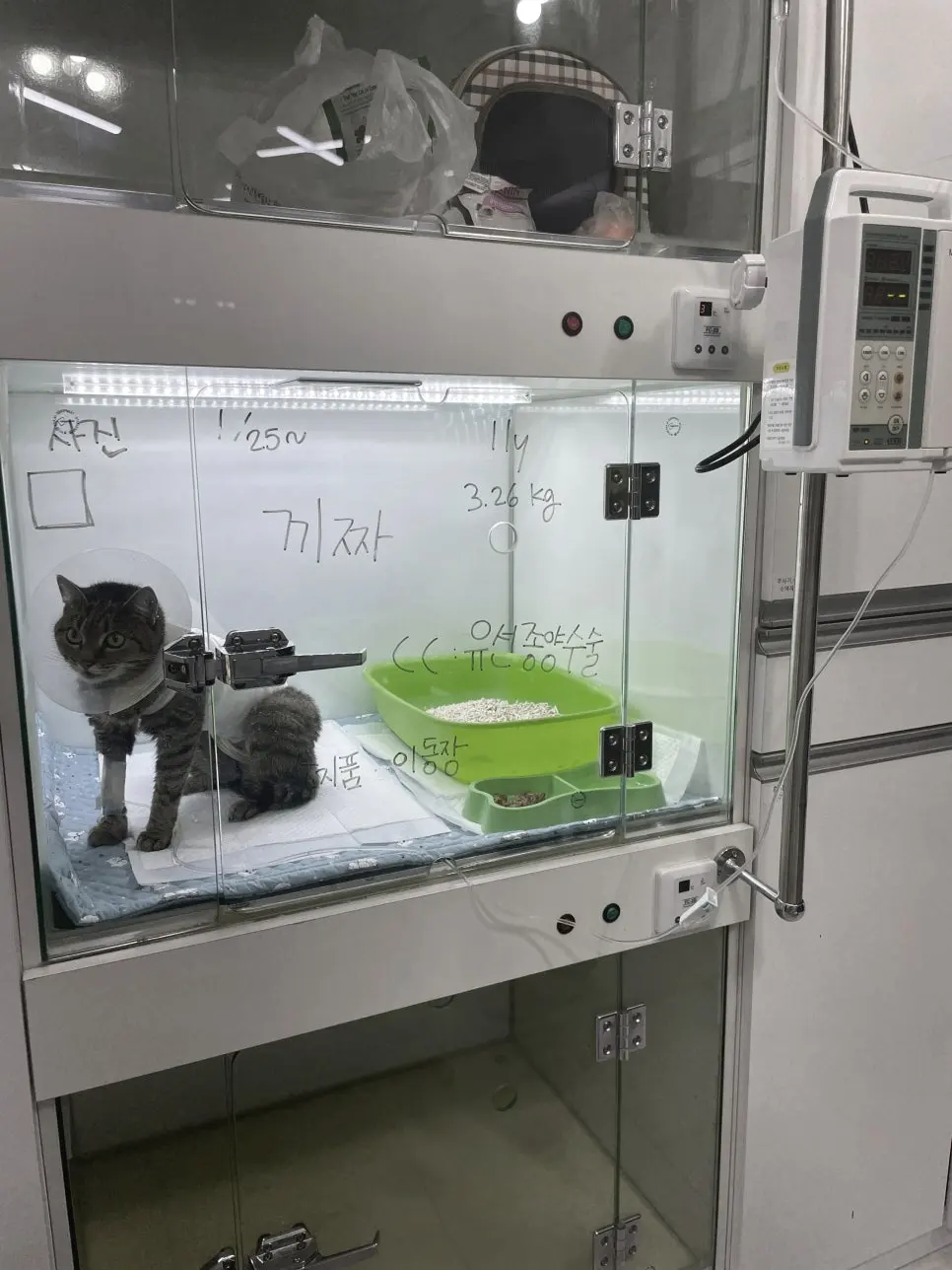수술을 마치고 입원장에서 회복 중인 끼자입니다. 안내판에는 11살, 3.26kg, 유선종양 수술이라고 적혀 있고 넥카라를 착용한 상태입니다.