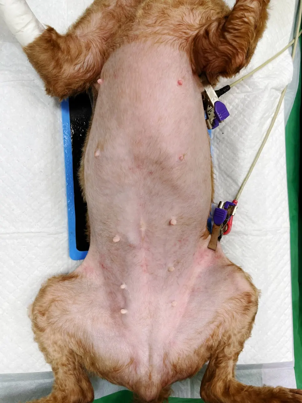 마취 후 확인한 배 아래 유선 라인, 젖꼭지를 따라 작은 돌기가 여러 자리에서 보입니다