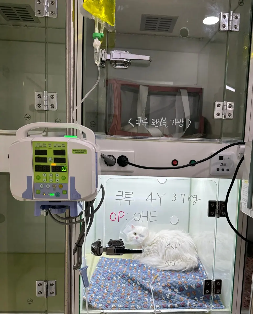 입원장 기록판에 적힌 쿠루의 나이와 몸무게, 그리고 수술 이름