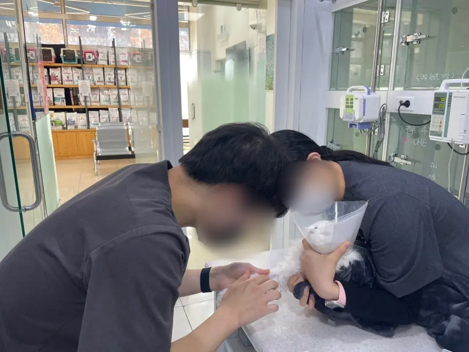 채혈에 앞서 담요와 넥카라로 몸을 감싸 안정시키는 모습