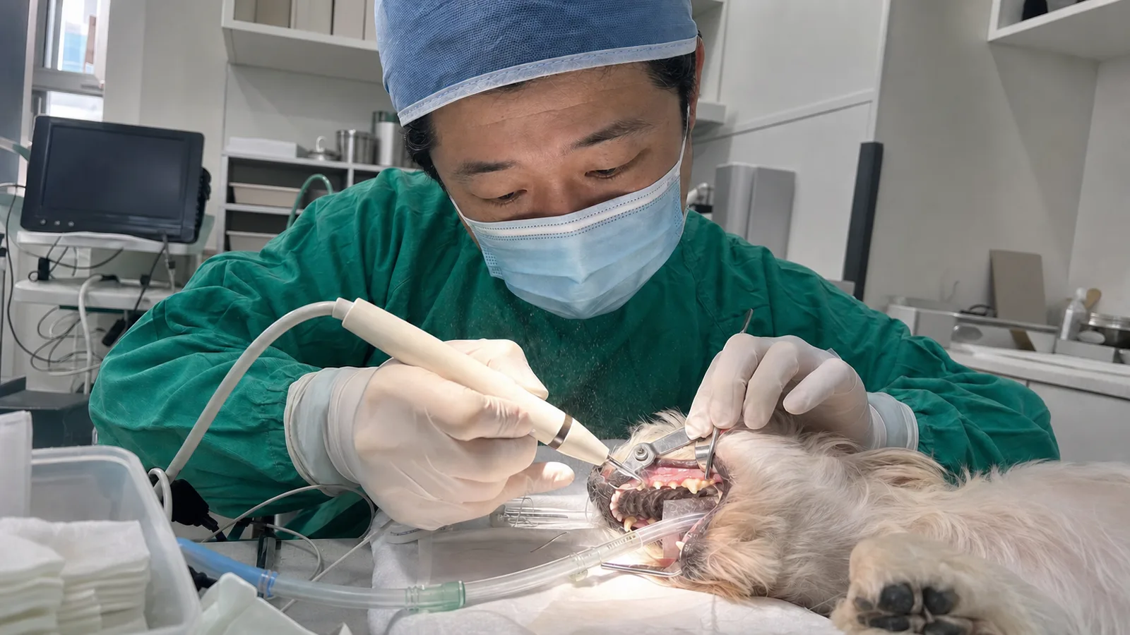 마취 하에서 초음파 스케일러로 강아지 치석을 제거하는 모습