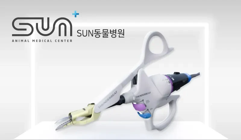 3살 메리 여자 고양이 중성화