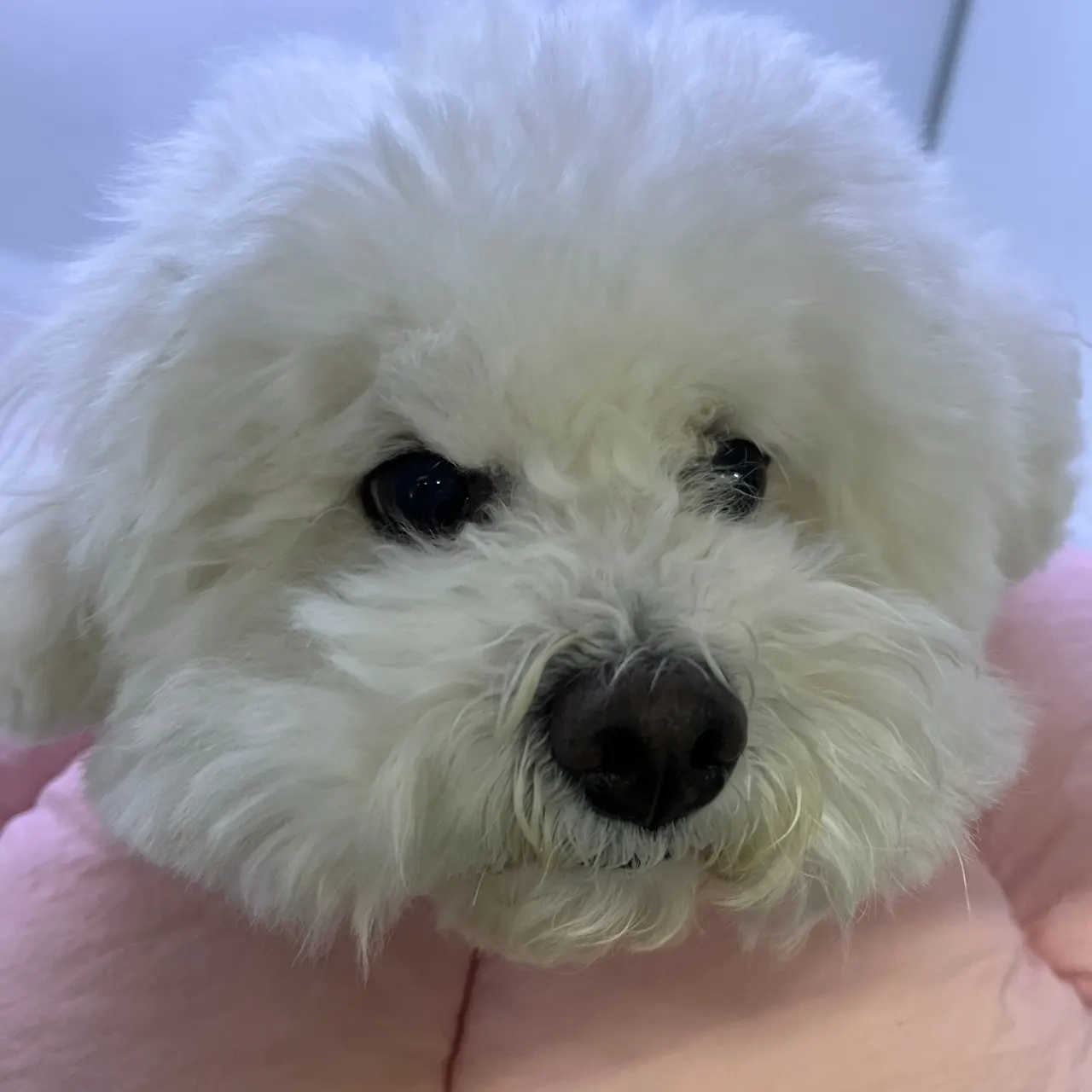 sun동물병원에 유선종양수술 받기 위해 9살 비숑이 내원했습니다 유선의 내부는…