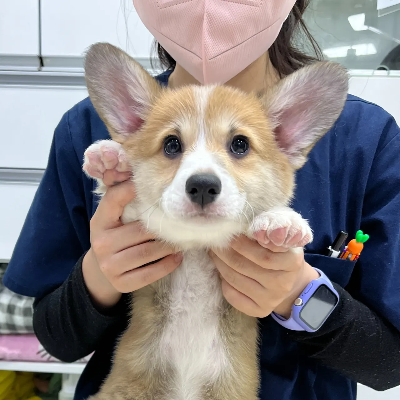 SUN동물병원에 접종하기 위해 3개월 된 웰쉬코르기가 방문했습니다! 아기…